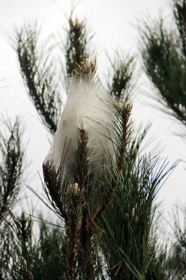 Kazdağları’nda Çam Kese Böceği Alarmı G5