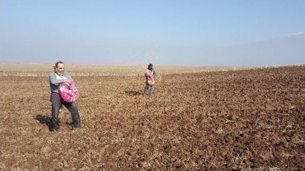 (&ouml;zel Haber) Bitlis&rsquo;te Buğday Ekimine Başlandı