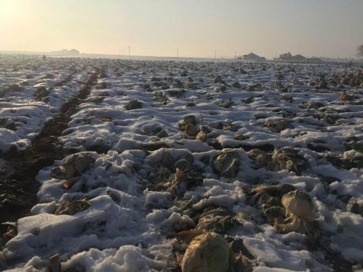 Patnos&rsquo;ta Kar Yağışının Erken Başlaması Ahana Ve Şeker Pancarı Ekicilerini Zor Durumda Bıraktı