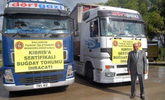 Dalaman Tigem&rsquo;den Kıbrıs&rsquo;a Tohumluk Buğday 1