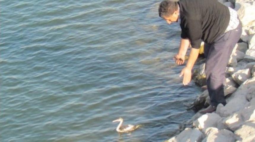 Tedavisi Yapılan Yaralı Bahri Kuşu Doğaya Bırakıldı