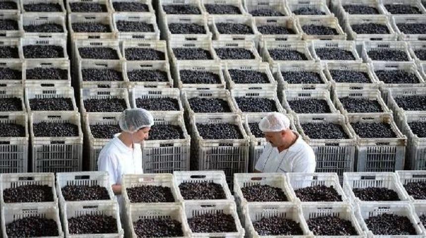 Marmarabirlik'ten &Uuml;reticiye 12,4 Milyon Tl'lik Ilk &Ouml;deme