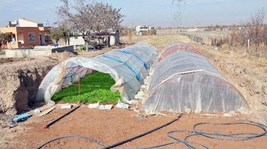 Toprağın 2 Metre Altına Sera Kurdu