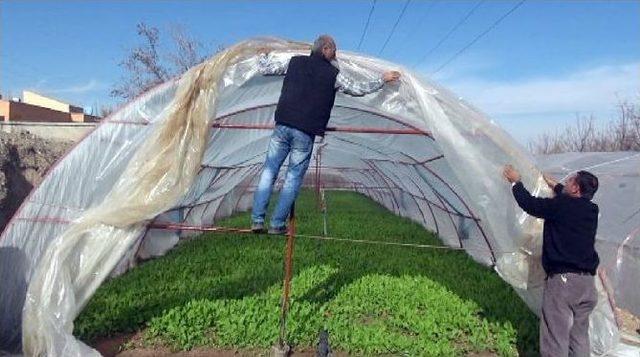 Toprağın 2 Metre Altına Sera Kurdu