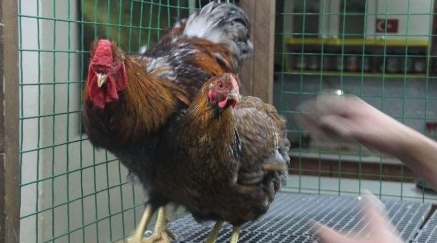 S&uuml;s Tavukları A&ccedil;ık Artırmayla Satıldı