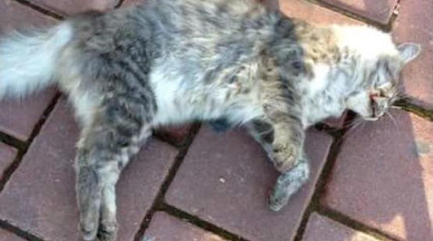 Antalya'da Yine Kedi Katliamı