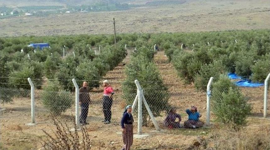 &Ccedil;aldıkları Ara&ccedil;la Zeytin &Ccedil;alan 2 Zanlıdan Biri Yakalandı
