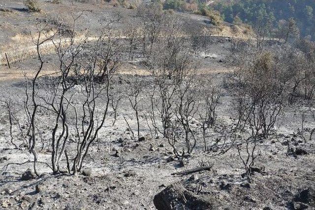 Tokat’ta 90 Hektar Ormanlık Alan Kül Oldu