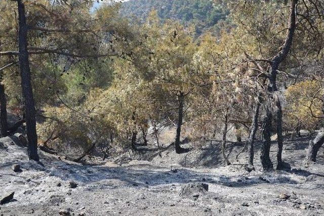 Tokat’ta 90 Hektar Ormanlık Alan Kül Oldu