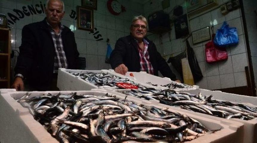 Tezgahlarda &Ccedil;inakop Ve Hamsi Bolluğu