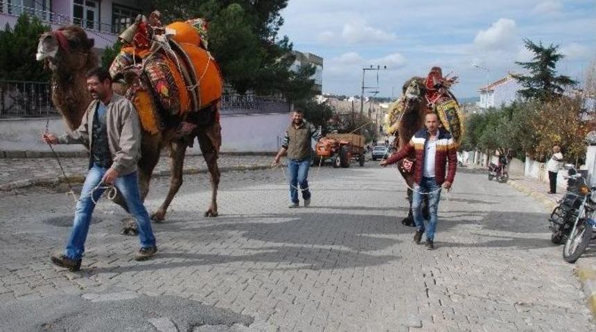 G&uuml;reş Develeri Sahaya İndi