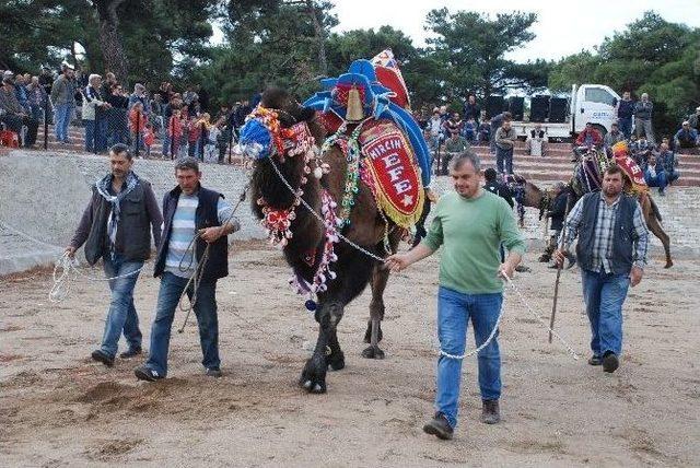 Güreş Develeri Sahaya İndi