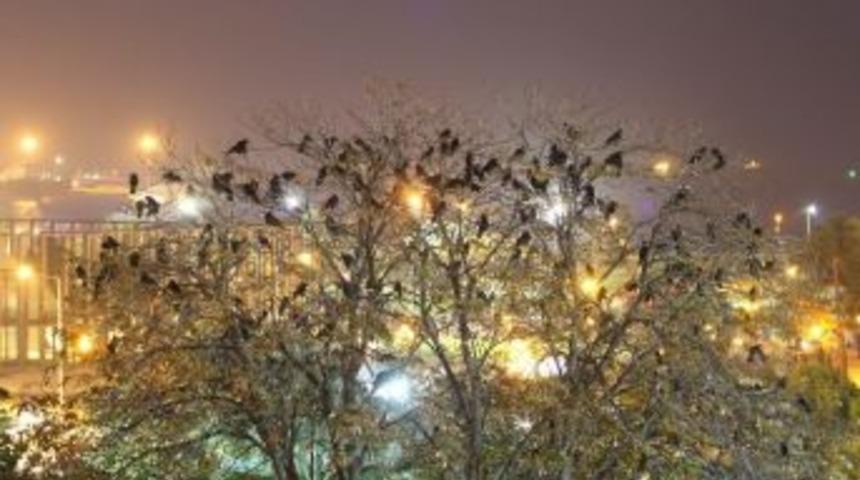 Samsun&rsquo;da Parkta Karga İstilası