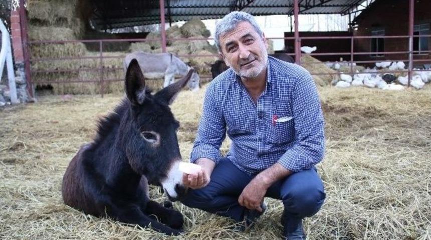 (&ouml;zel Haber) Eşek S&uuml;t&uuml; Anne S&uuml;t&uuml;ne Rakip