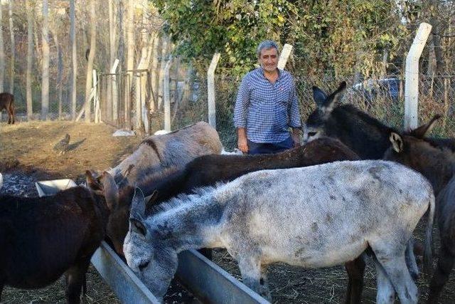 (&ouml;zel Haber) Eşek S&uuml;t&uuml; Anne S&uuml;t&uuml;ne Rakip 2