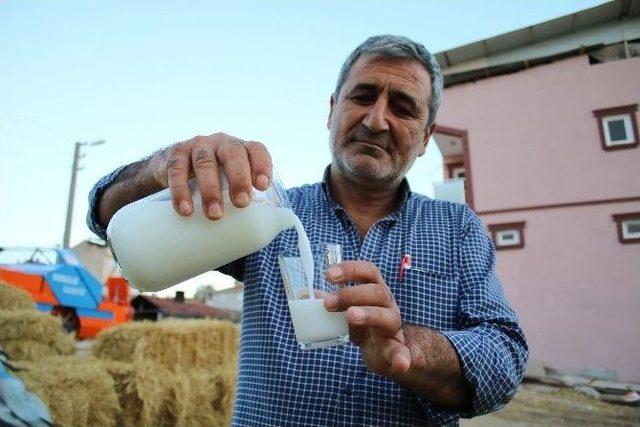 (&ouml;zel Haber) Eşek S&uuml;t&uuml; Anne S&uuml;t&uuml;ne Rakip 3