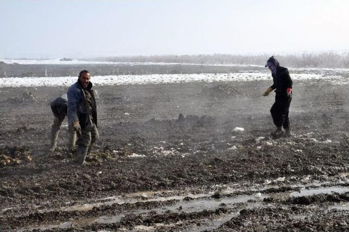 Kar Altında Pancar S&ouml;k&uuml;m&uuml;