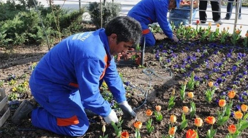 Mamak Kışı Menekşelerle Karşılayacak