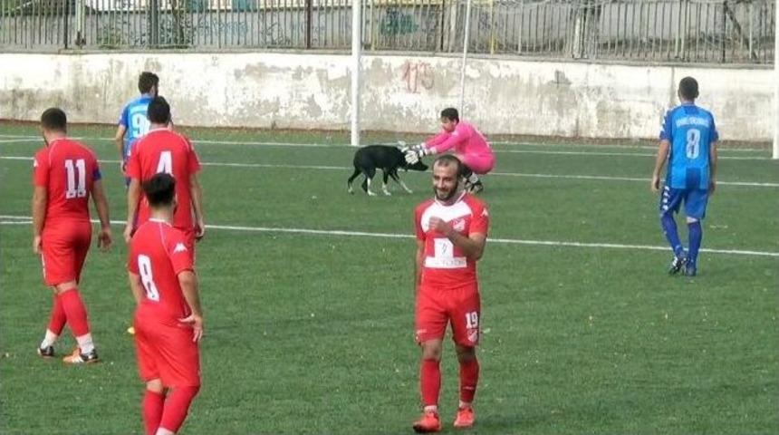 (&ouml;zel Haber) Taraftarların Kavgasından Ka&ccedil;an K&ouml;pek Sahaya Atladı
