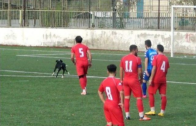 (özel Haber) Taraftarların Kavgasından Kaçan Köpek Sahaya Atladı