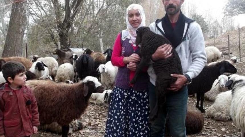 Vakfın Dağıttığı Koyunlar Ikiz Doğuruyor