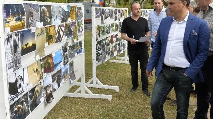 Muratpaşa&rsquo;da Sokak Hayvanları Festivali D&uuml;zenlendi