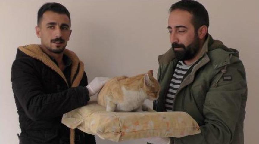 Yolda Bulduğu Ayağı Kırık Kediyi Veterinere G&ouml;t&uuml;rd&uuml;