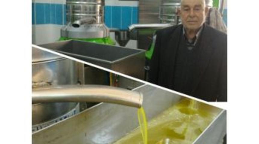 Kilis&rsquo;te Zeytin Hasadı Başladı