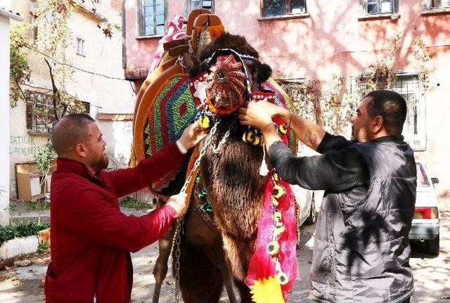 Güreşçi Deve İçin Havut Hayrı Yapıldı