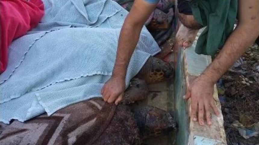 Fırtına İle Sahile Vuran Caretta Carettalar Bakıma Alındı
