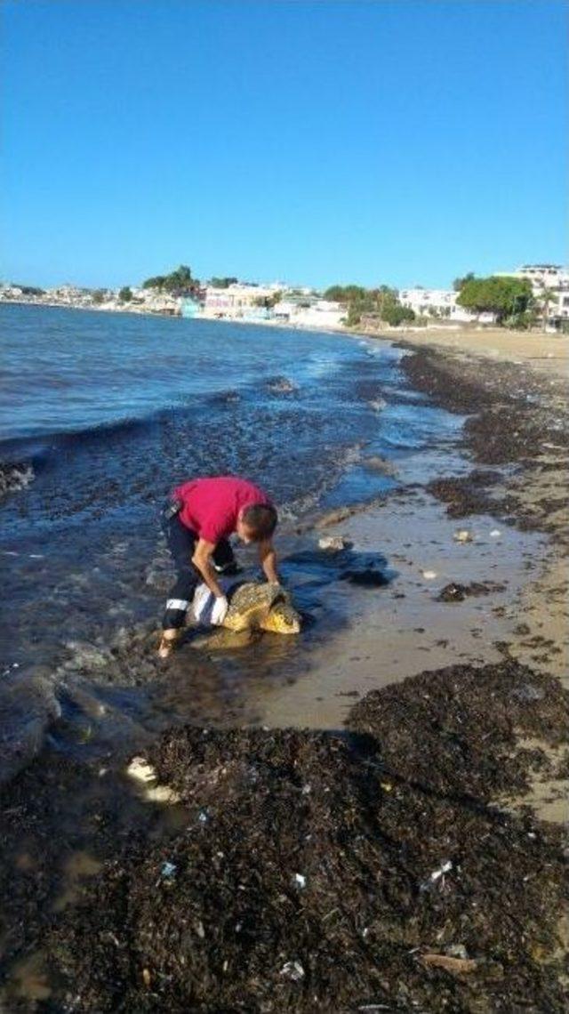 Fırtına İle Sahile Vuran Caretta Carettalar Bakıma Alındı