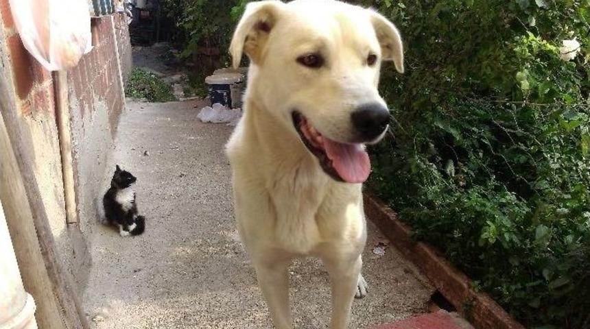 Yavru Kedi İle K&ouml;peğin Dostluğu