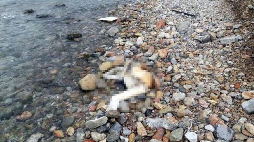 Şenlik I&ccedil;in Gittikleri Karaada'da Erkek Cesedi Buldular