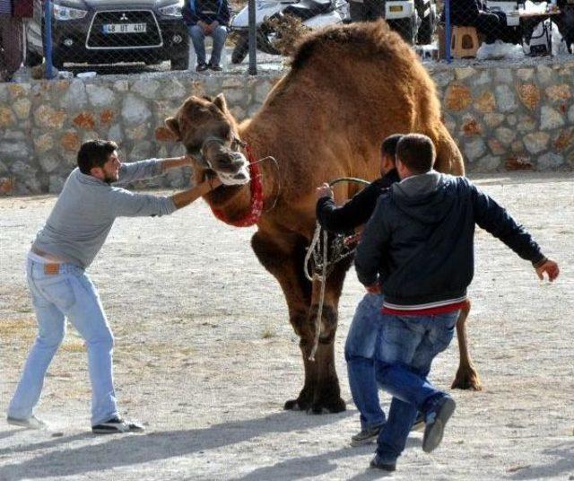 Daylaklar Bodrum'da Güreşti