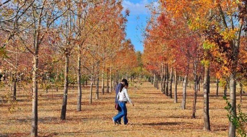 Kent Ormanı'nda Sonbahar Renkleri