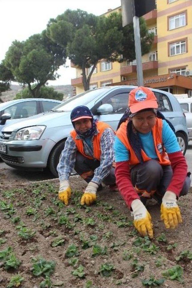 Söke’de Park Ve Bahçeler Kadın Eli İle Güzelleşiyor