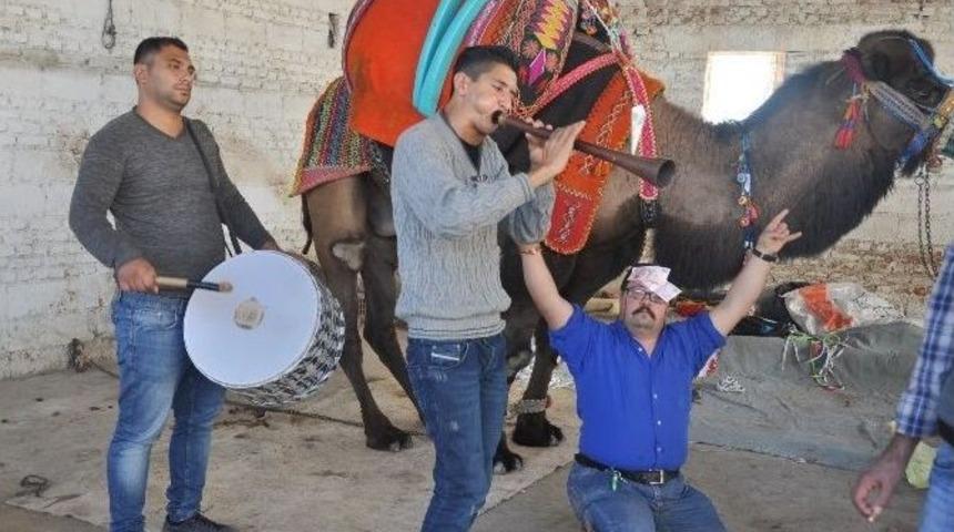 S&ouml;ke&rsquo;de Deveye D&uuml;ğ&uuml;n Gibi Havutlama T&ouml;reni