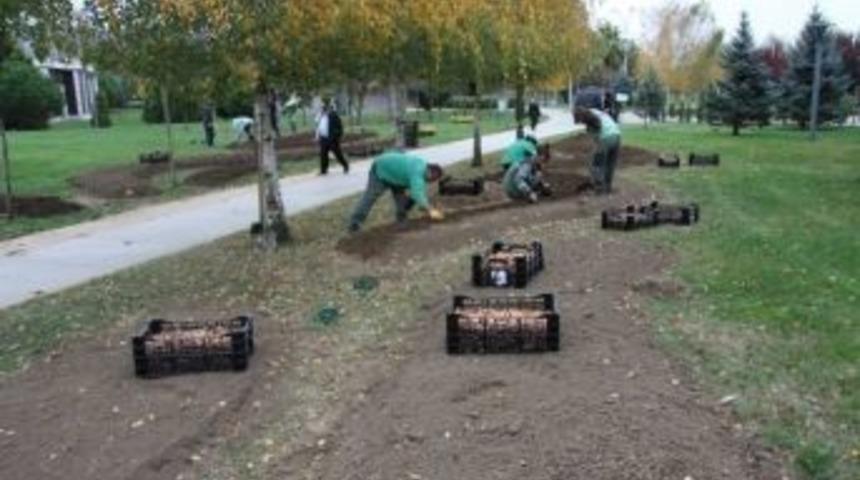 Laleler Bahara Hazırlanıyor