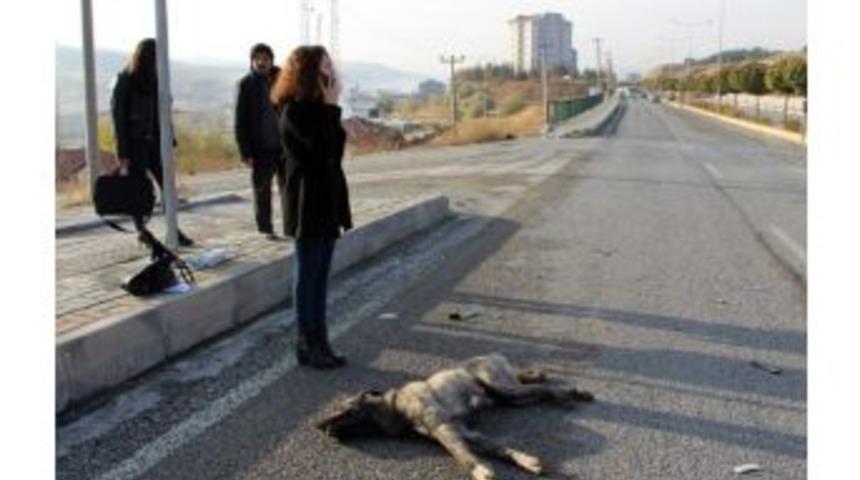 Yaralı K&ouml;peğin Yardımına &Ouml;ğrenciler Koştu