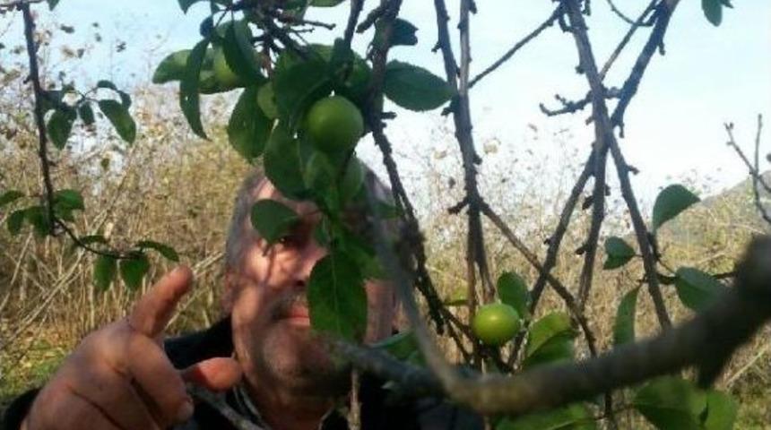 Akyazı'da Meyve Ağa&ccedil;ları Kasım Ayında Meyve Verdi