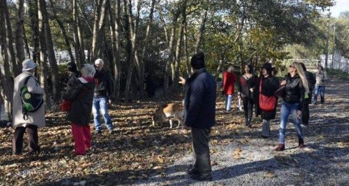 52 D&ouml;n&uuml;ml&uuml;k Alanda Ağa&ccedil;ları Saydılar