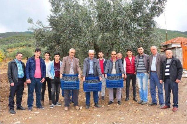 Tüccardan Parasını Alamayan Zeytin Üreticisi Mağdur Oldu