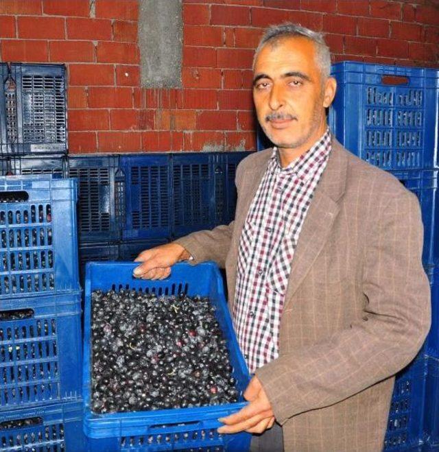 Tüccardan Parasını Alamayan Zeytin Üreticisi Mağdur Oldu