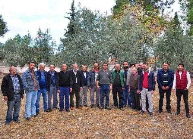 Tüccardan Parasını Alamayan Zeytin Üreticisi Mağdur Oldu