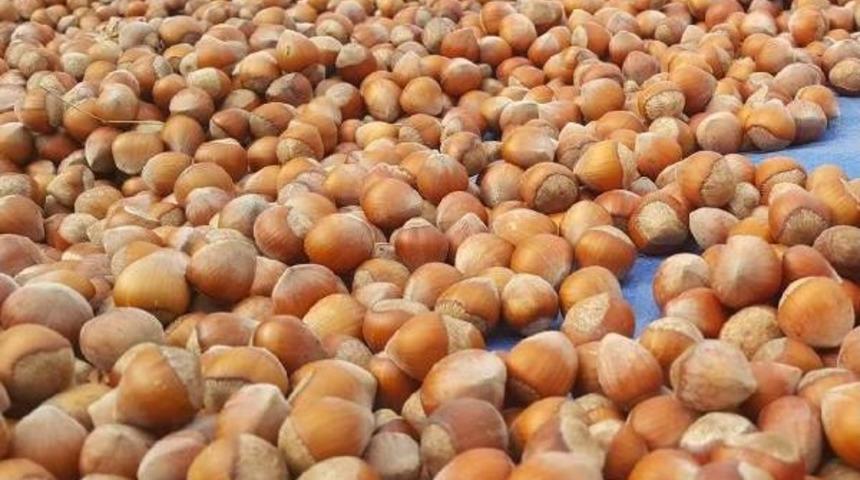 Fındık &Uuml;reticisinin Umudu Tmo