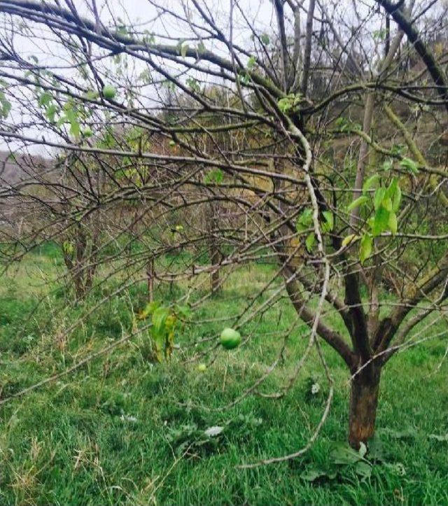 Akyazı'da Meyve Ağaçları Kasım Ayında Meyve Verdi (2)