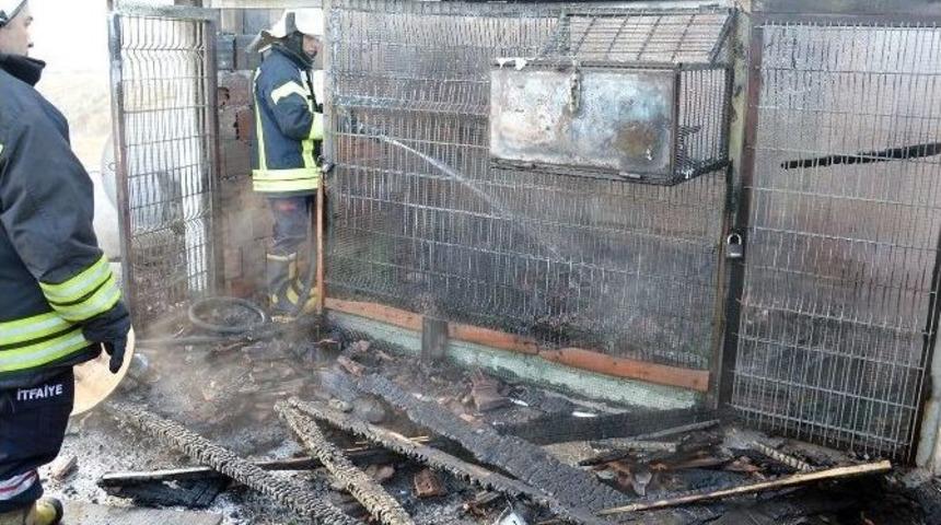 Yangında 150 G&uuml;vercin Telef Oldu