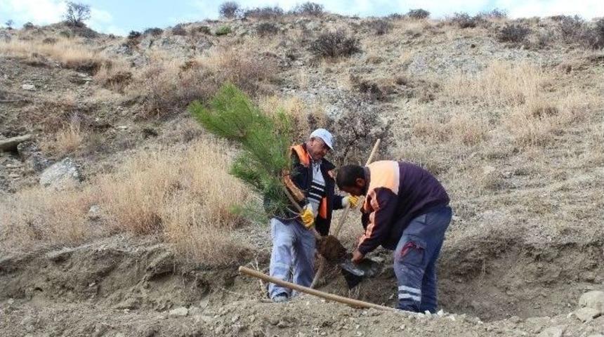 Sungurlu Belediyesi&rsquo;nden Ağa&ccedil;landırma &Ccedil;alışması