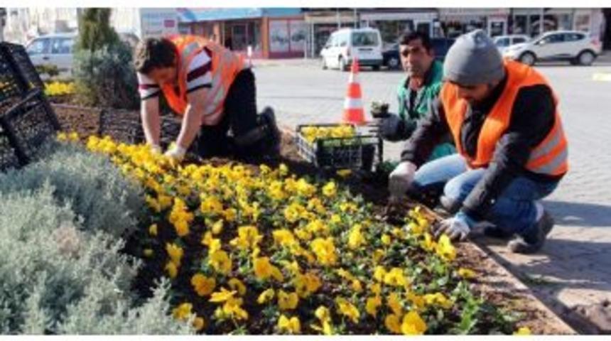 Kışlık Menekşeler &Ccedil;ankırı&rsquo;yı Renklendirecek