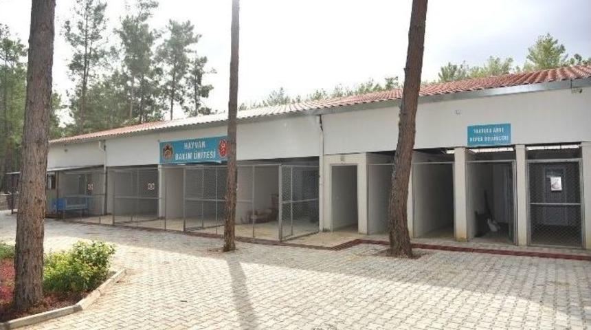 Alanya&rsquo;ya Hayvan Barınağı A&ccedil;ılıyor